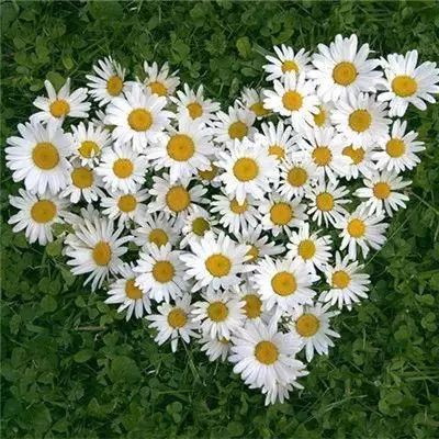 大发黄金版888下载下载手机版截图